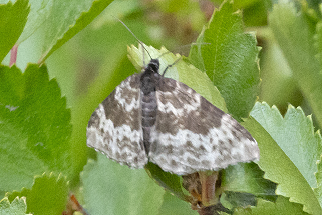 Kleine Speerpuntspanner